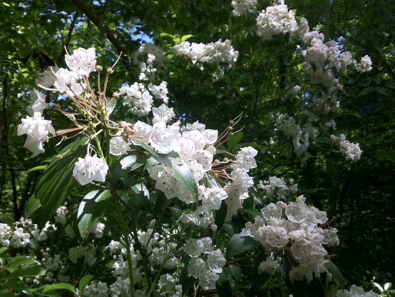 Mountain Laurel, Big South Fork - 20